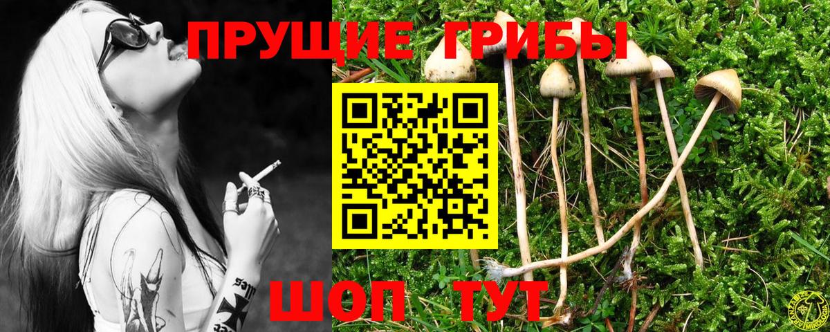 Псилоцибиновые грибы мицелий Губаха